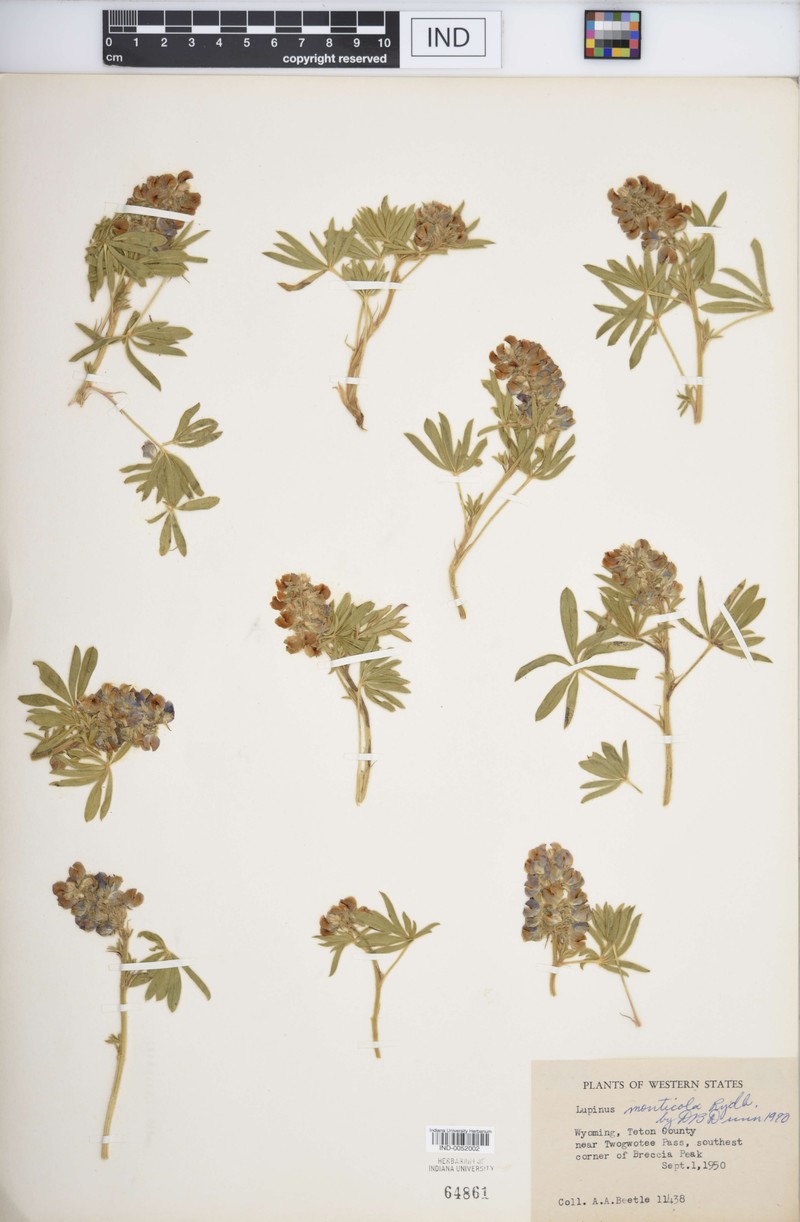 Mountain Lupine photo 4