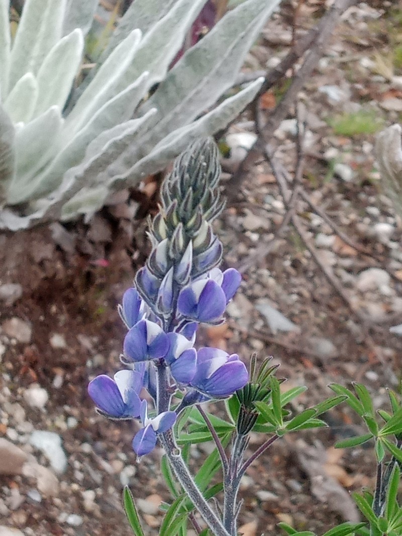 Lupinus moritzianus