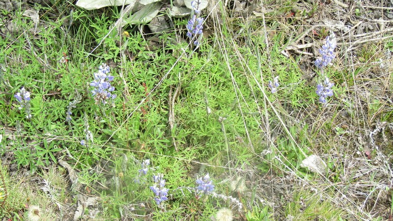 Lupinus moritzianus photo 2