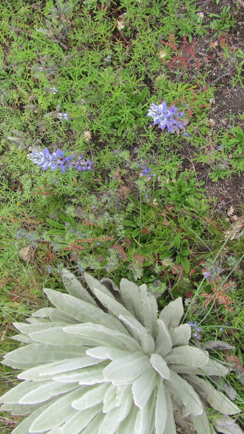 Lupinus moritzianus photo 3