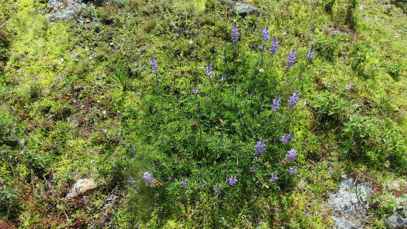 Lupinus moritzianus photo 4