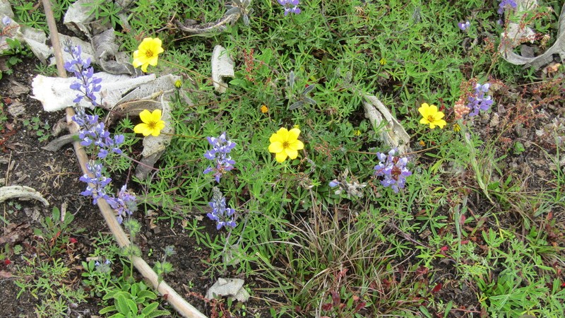 Lupinus moritzianus photo 5