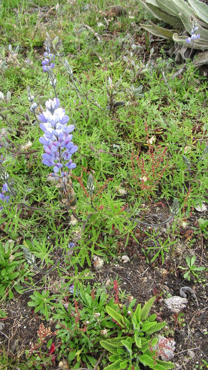 Lupinus moritzianus photo 6