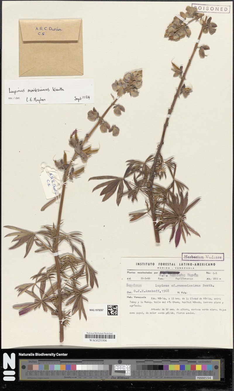 Lupinus moritzianus photo 7
