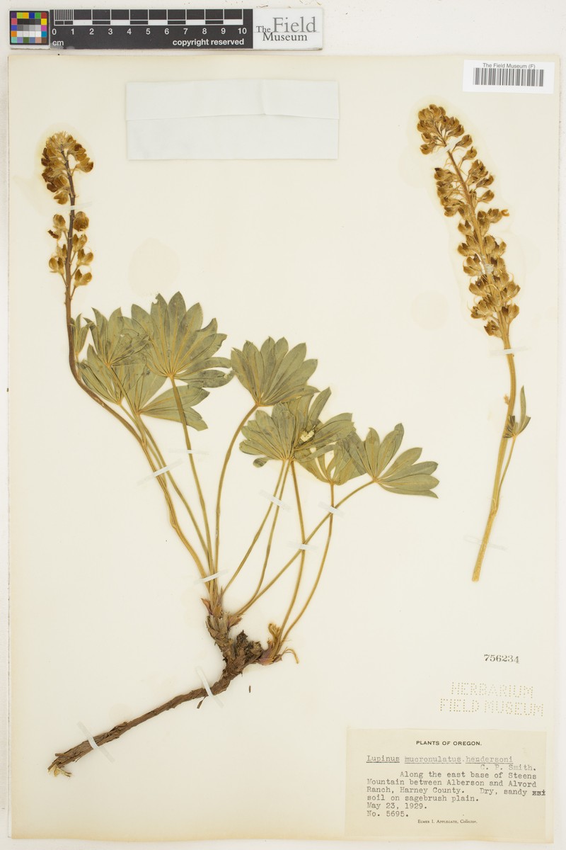 Lupinus mucronulatus