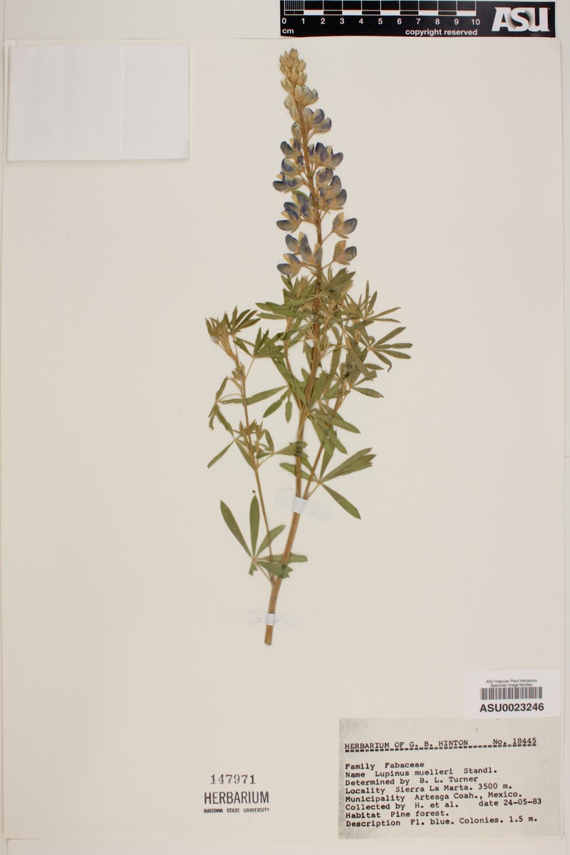 Lupinus muelleri