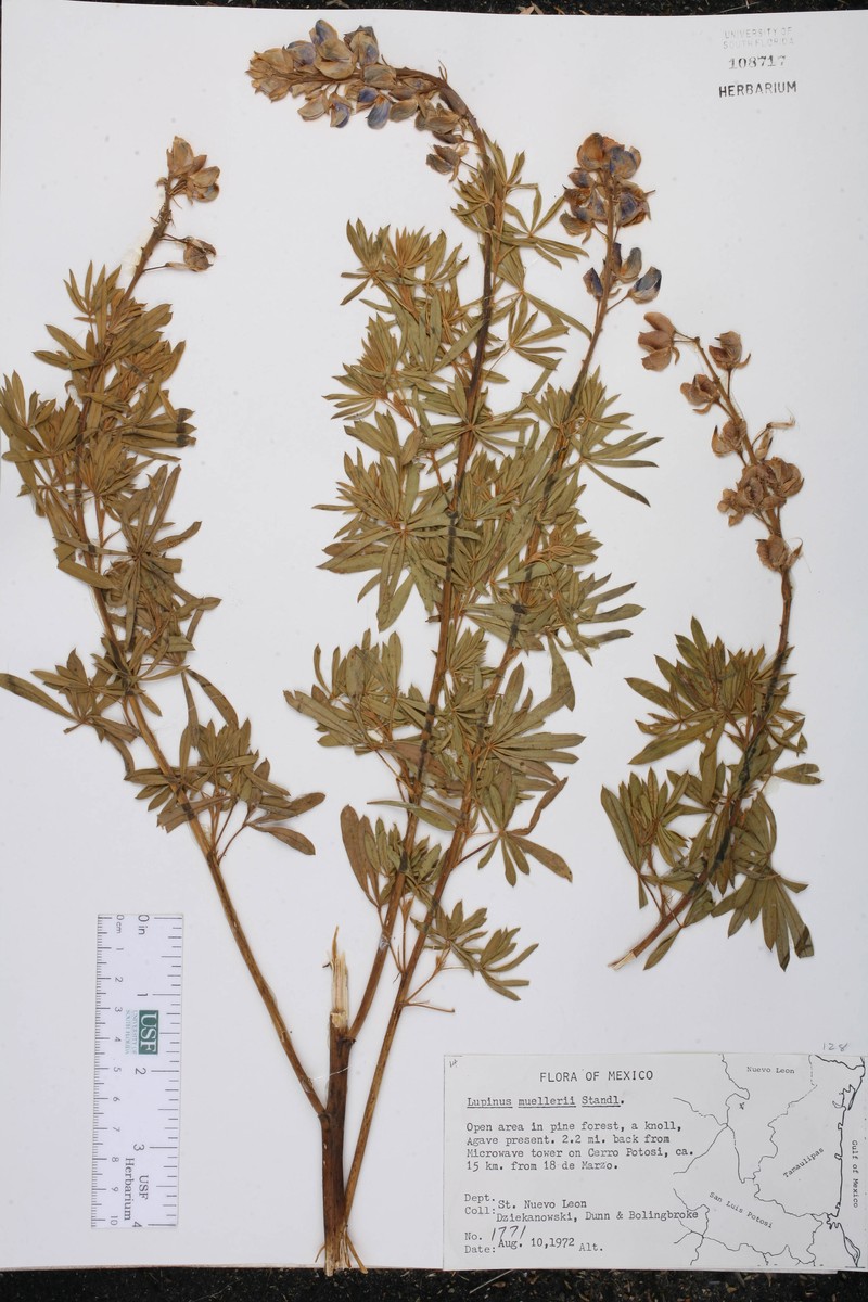 Lupinus muelleri photo 2