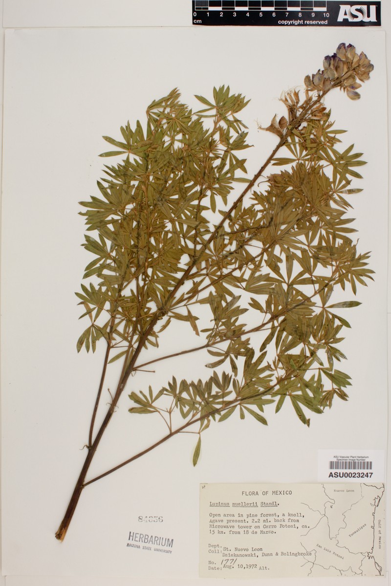 Lupinus muelleri photo 4
