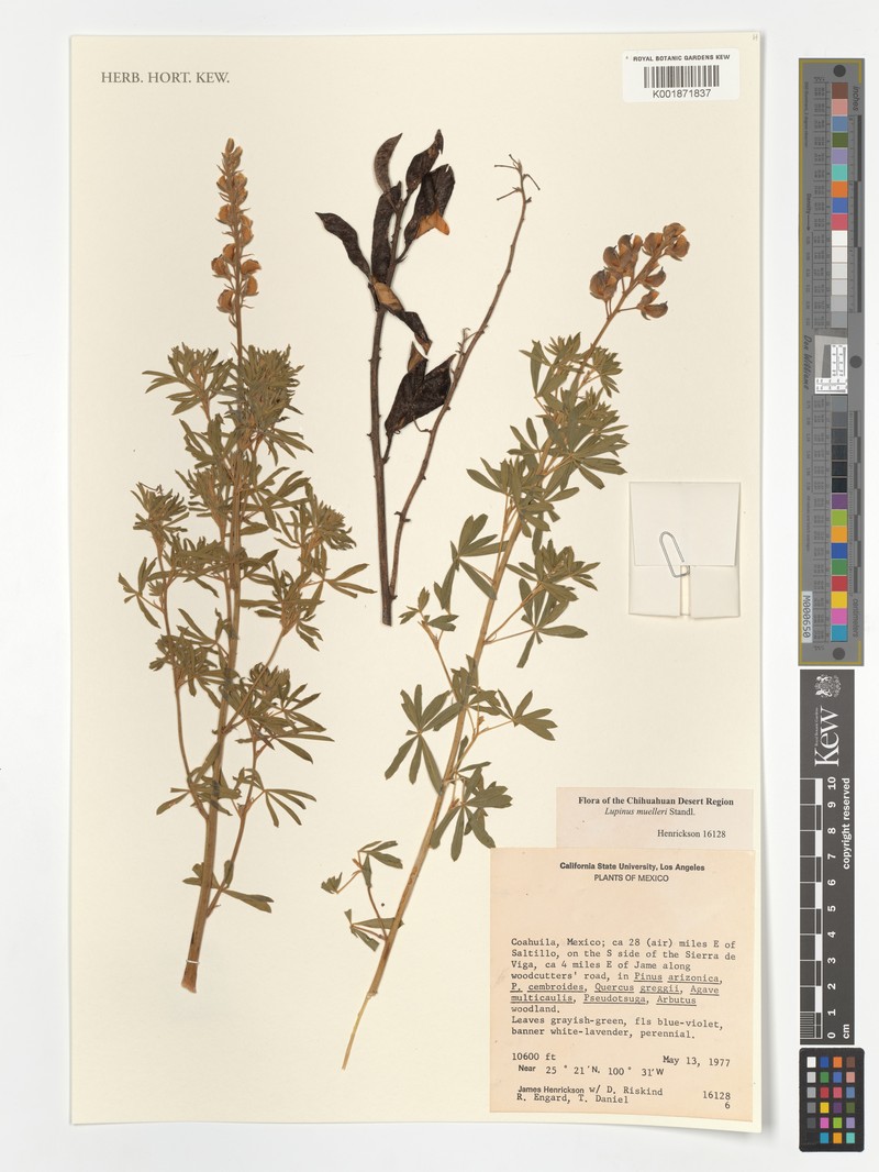 Lupinus muelleri photo 5