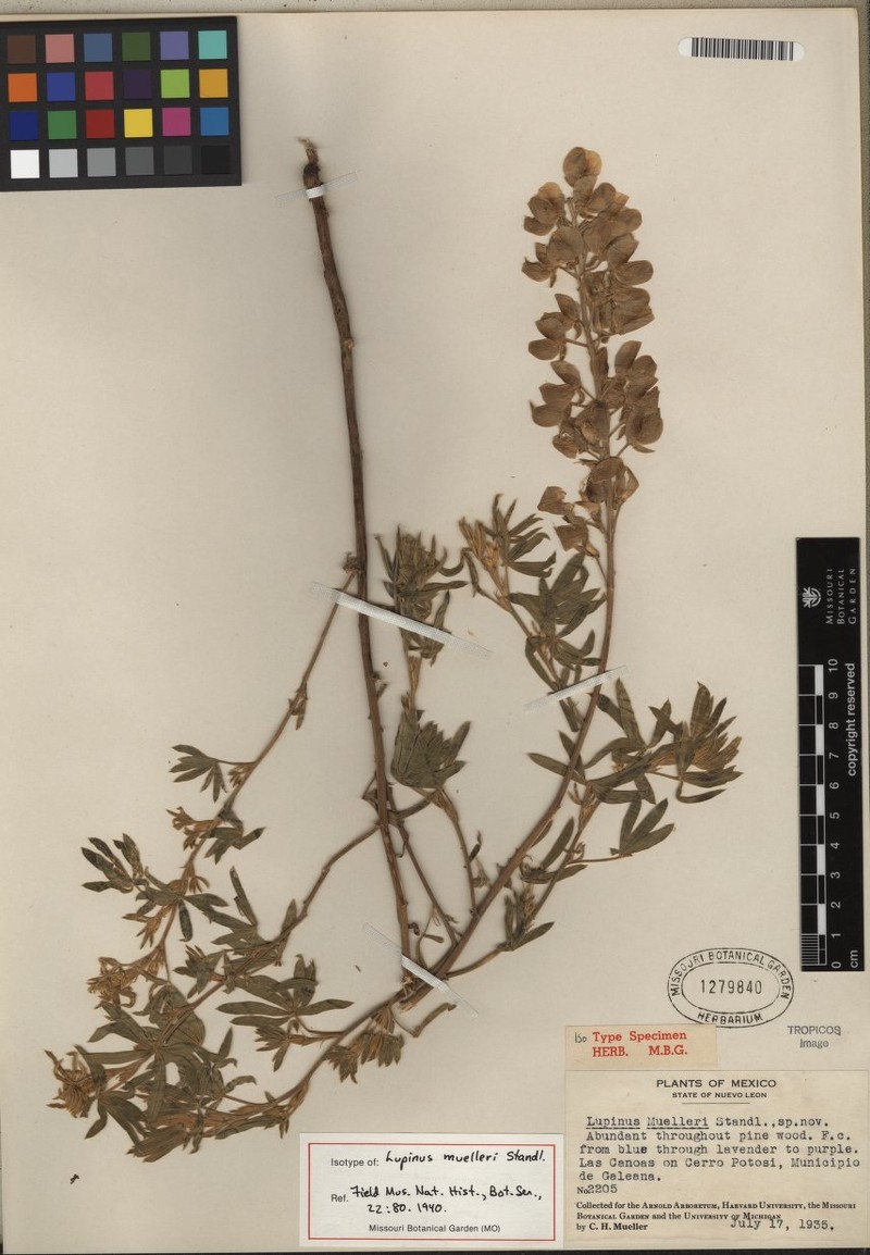 Lupinus muelleri photo 6