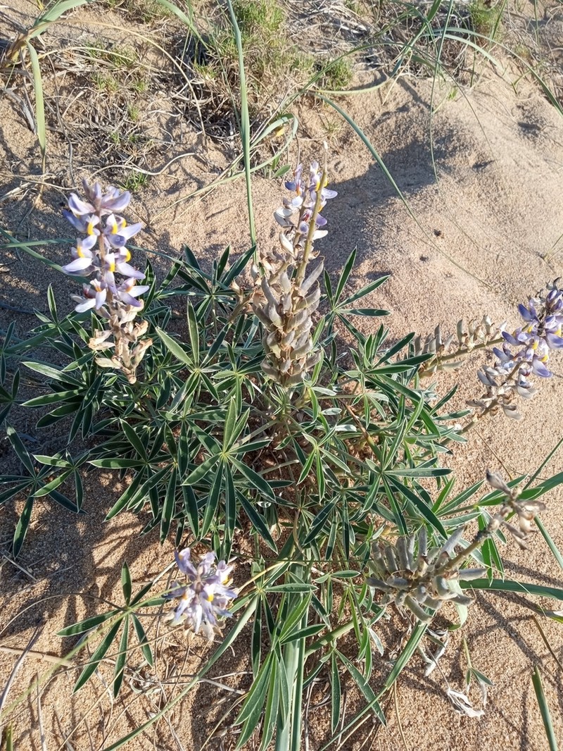 Lupinus multiflorus