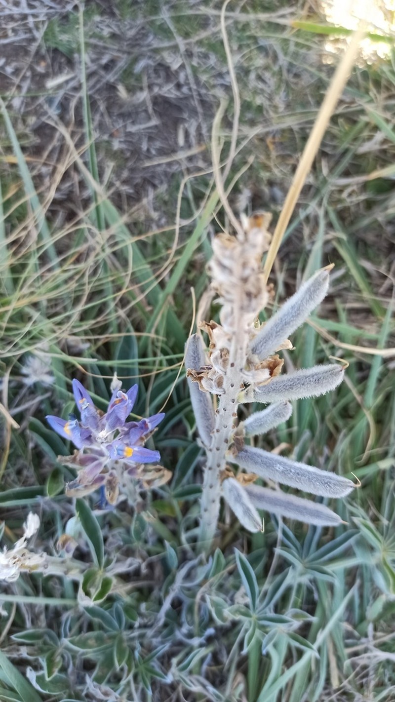 Lupinus multiflorus photo 3