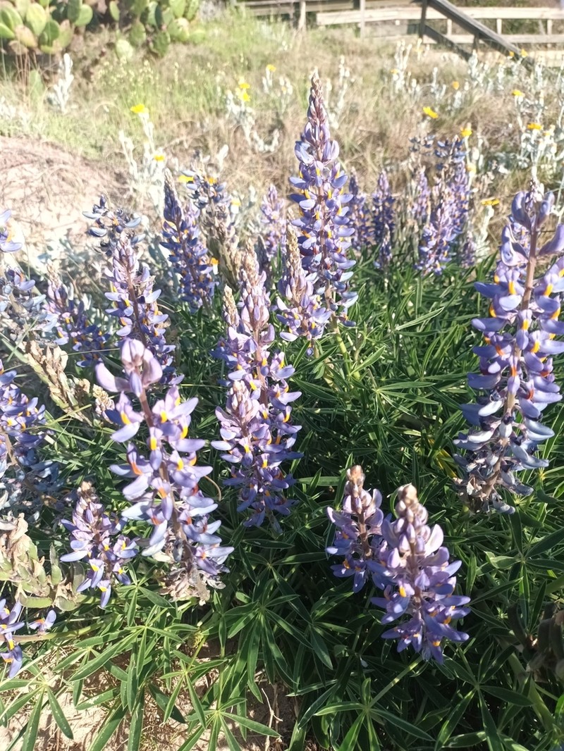 Lupinus multiflorus photo 4