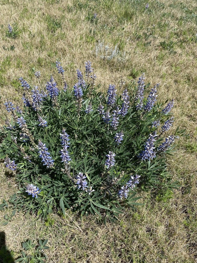 Lupinus multiflorus photo 5