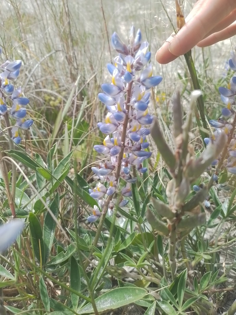 Lupinus multiflorus photo 6