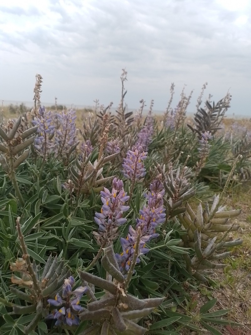 Lupinus multiflorus photo 7
