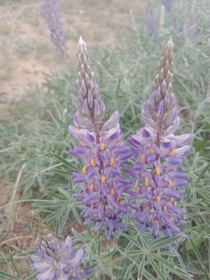 Lupinus multiflorus photo 8