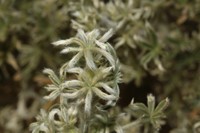 Lupinus munzianus