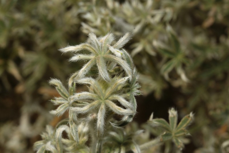 Lupinus munzianus