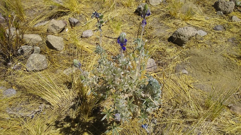 Lupinus munzianus photo 2