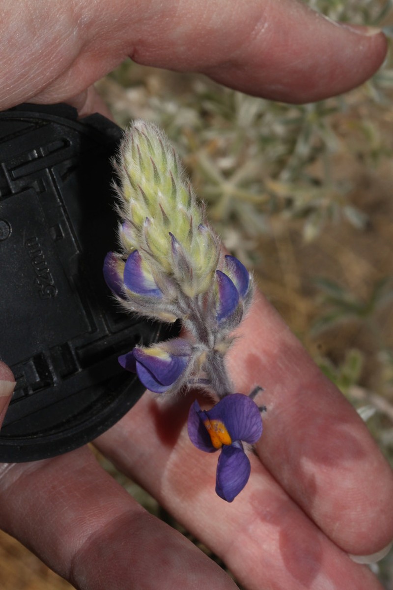 Lupinus munzianus photo 3