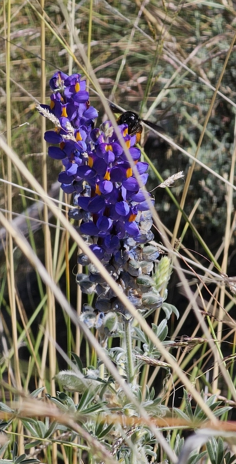 Lupinus munzianus photo 4