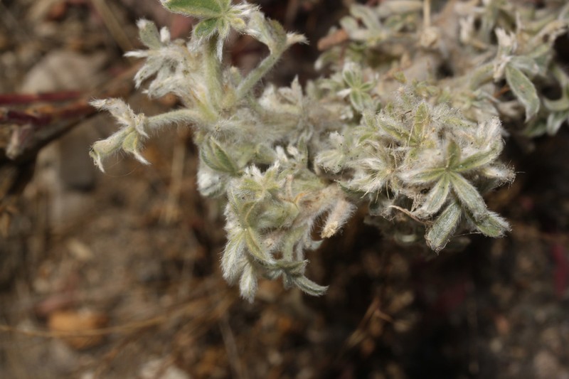 Lupinus munzianus photo 5