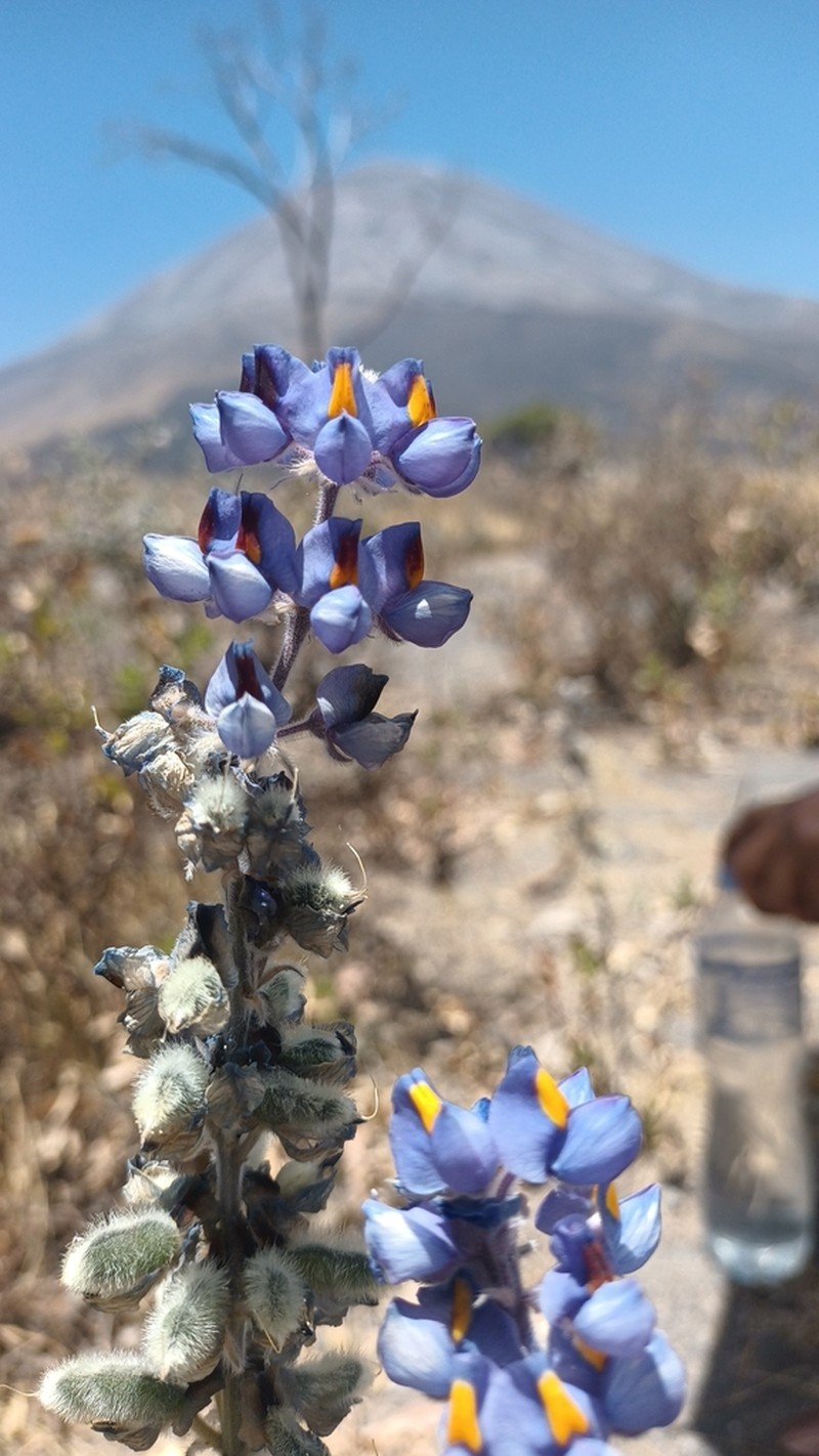 Lupinus munzianus photo 6