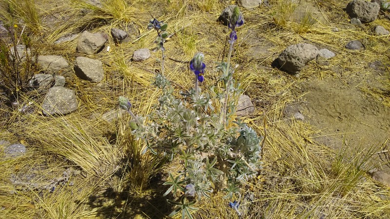 Lupinus munzianus photo 7