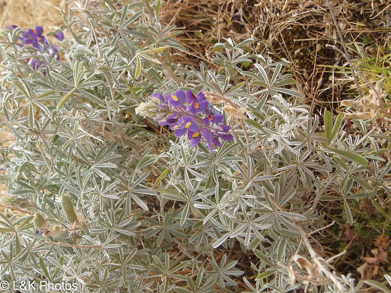 Tarwi photo 8