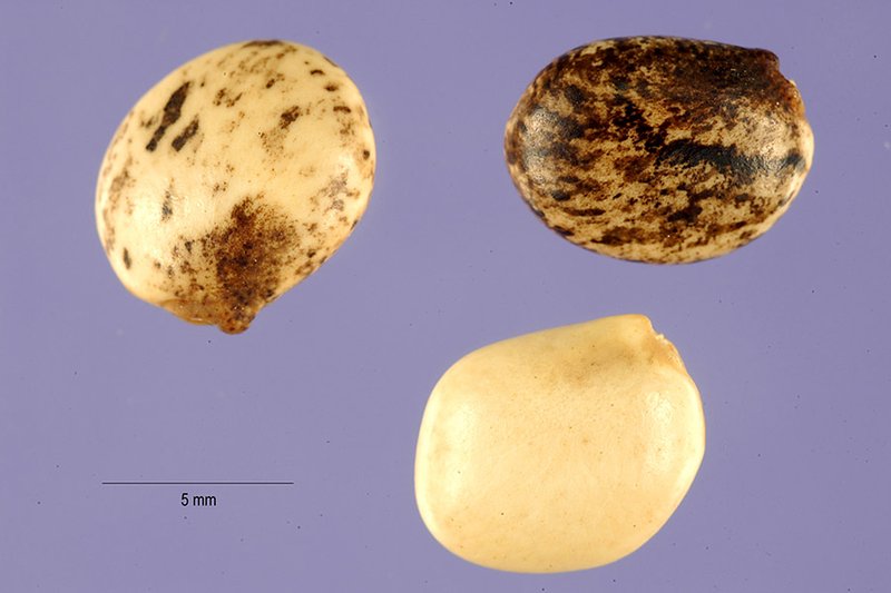 Tarwi