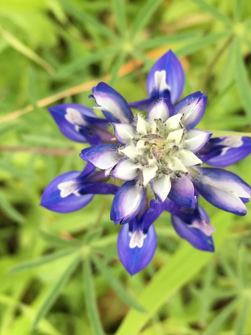 Sky Lupine photo 2