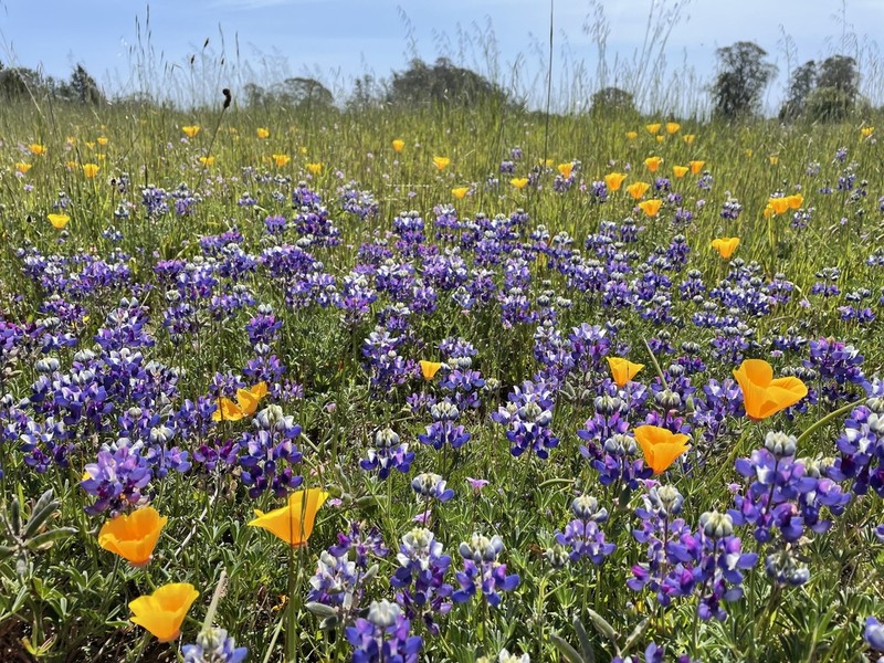 Sky Lupine photo 3