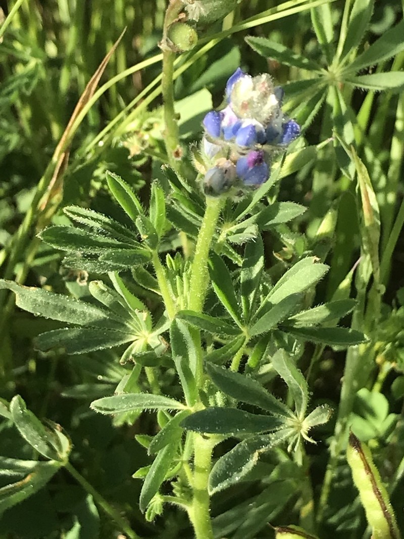 Sky Lupine photo 6