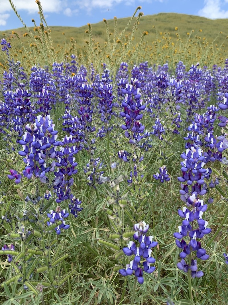 Sky Lupine photo 7