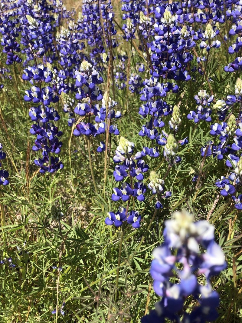 Sky Lupine photo 8