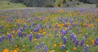 Open Lupine