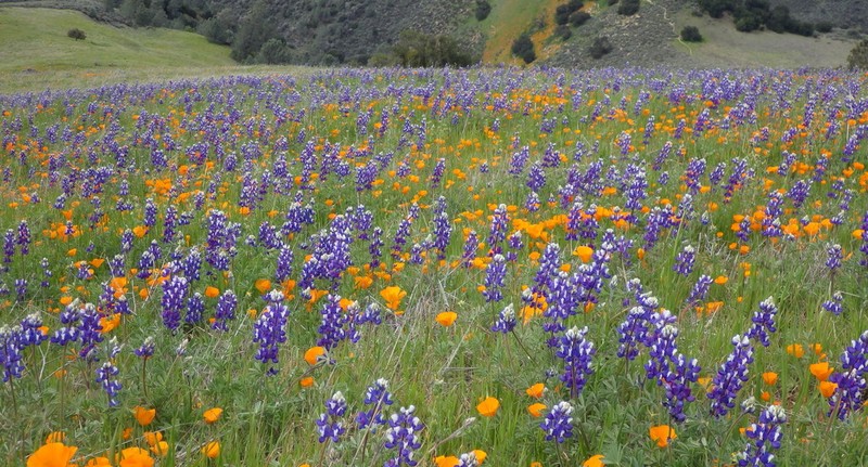 Open Lupine
