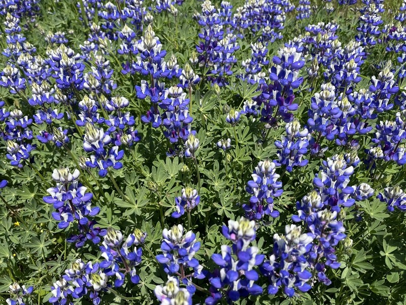 Open Lupine photo 4