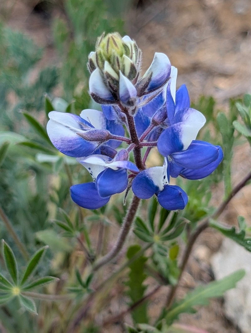 Open Lupine photo 5