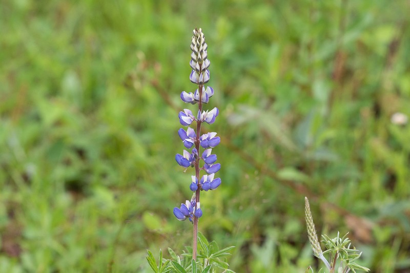 Lupinus neglectus