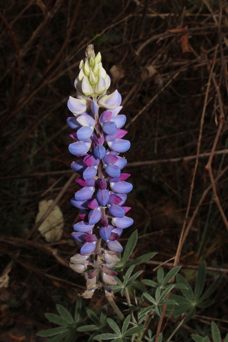 Lupinus neglectus photo 2