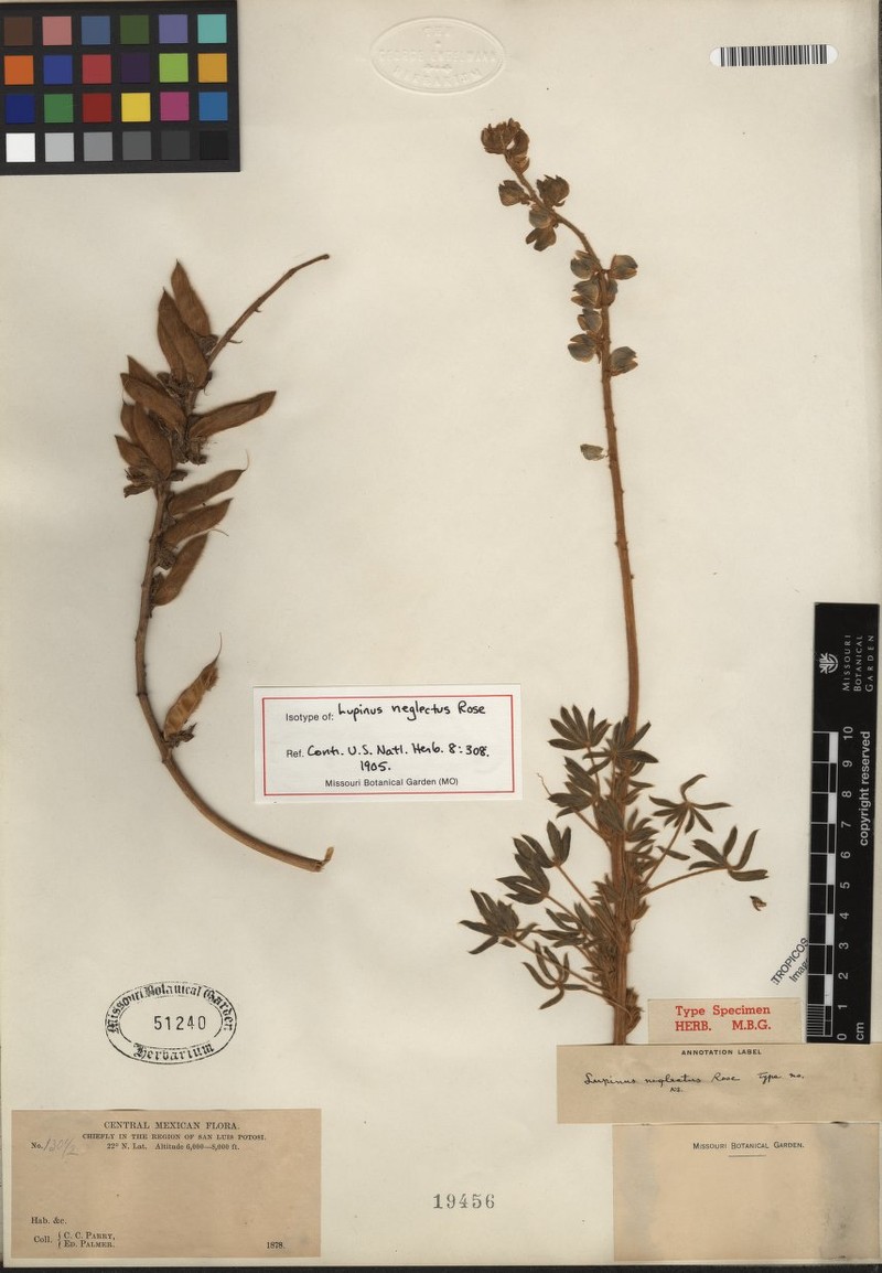 Lupinus neglectus photo 3