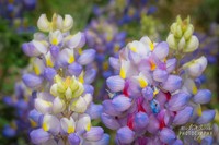 New Mexico Lupine
