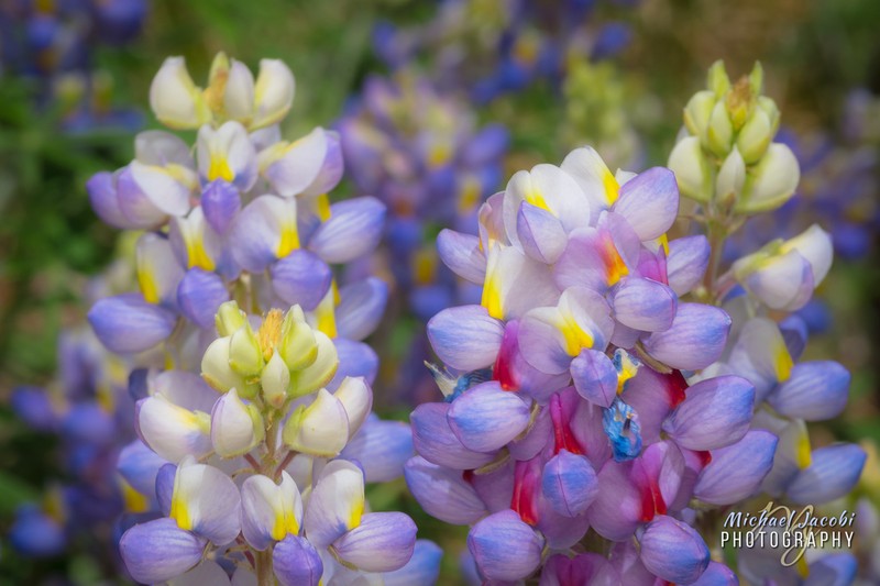 New Mexico Lupine