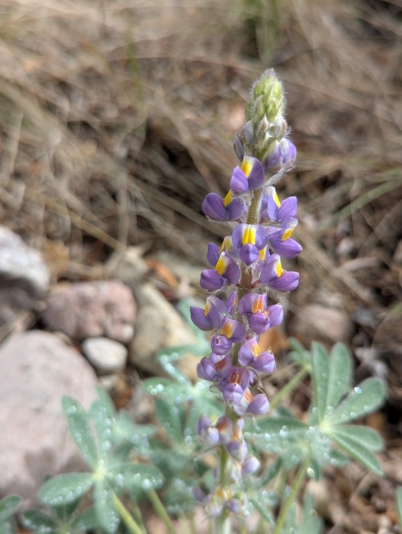 New Mexico Lupine photo 2