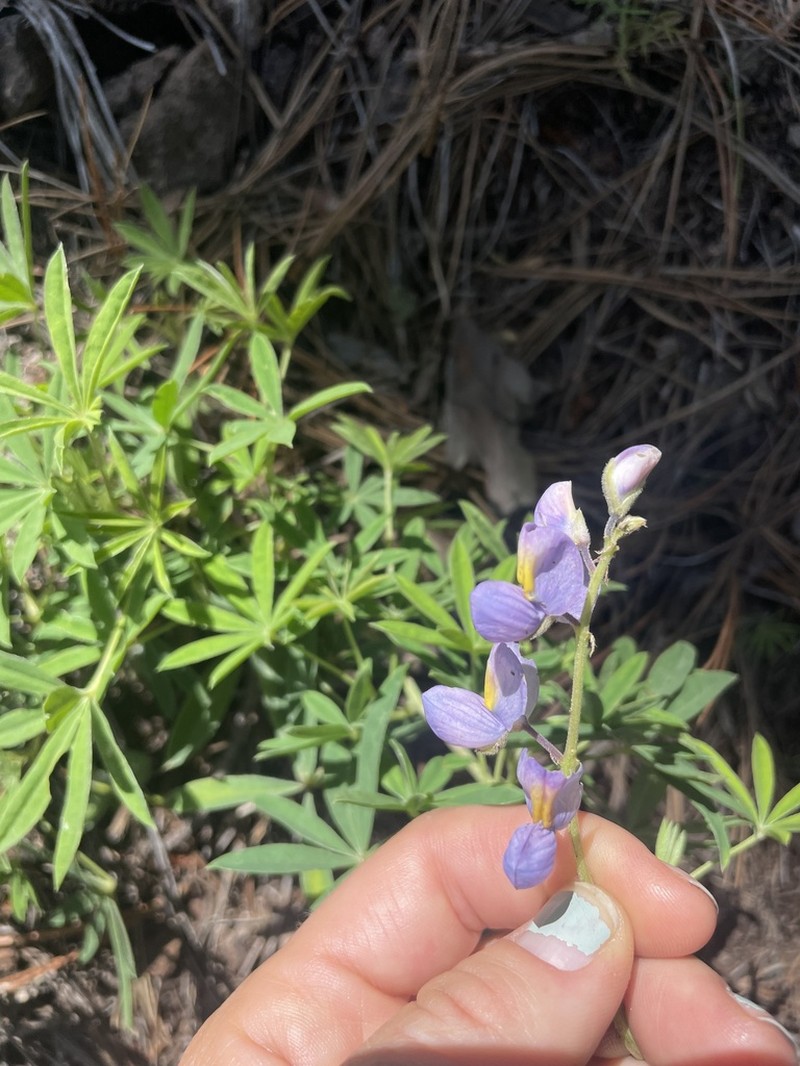 New Mexico Lupine photo 3