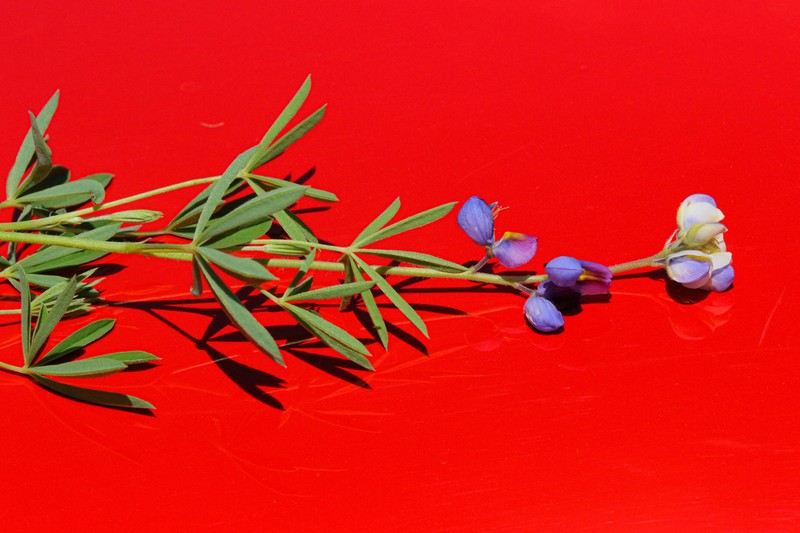 New Mexico Lupine photo 4