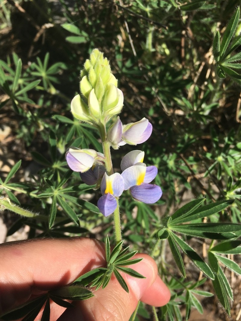 New Mexico Lupine photo 5