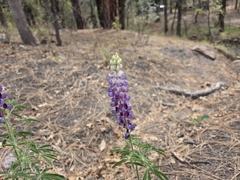 New Mexico Lupine photo 6